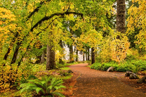Photo of a walking path with trees 