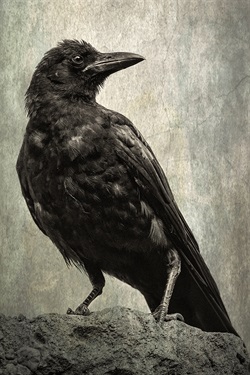 Sonya-Lang-Crow-Spirit-Guide.jpg