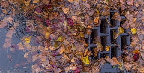 Leaves blocking storm drain 